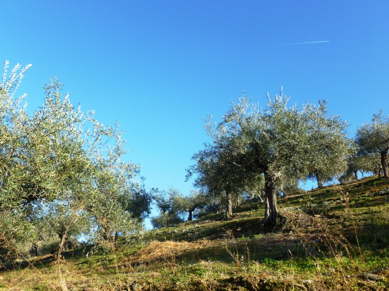 Terreno agricola